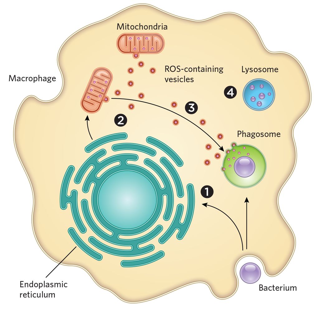 bacteria的microbe区别 microfiber和polyester,什么区别 