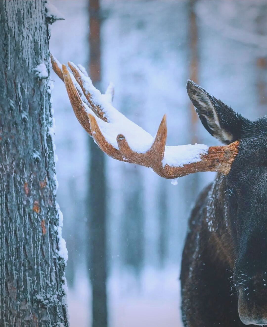 deer和moose的区别 modernise和modernize的区别 