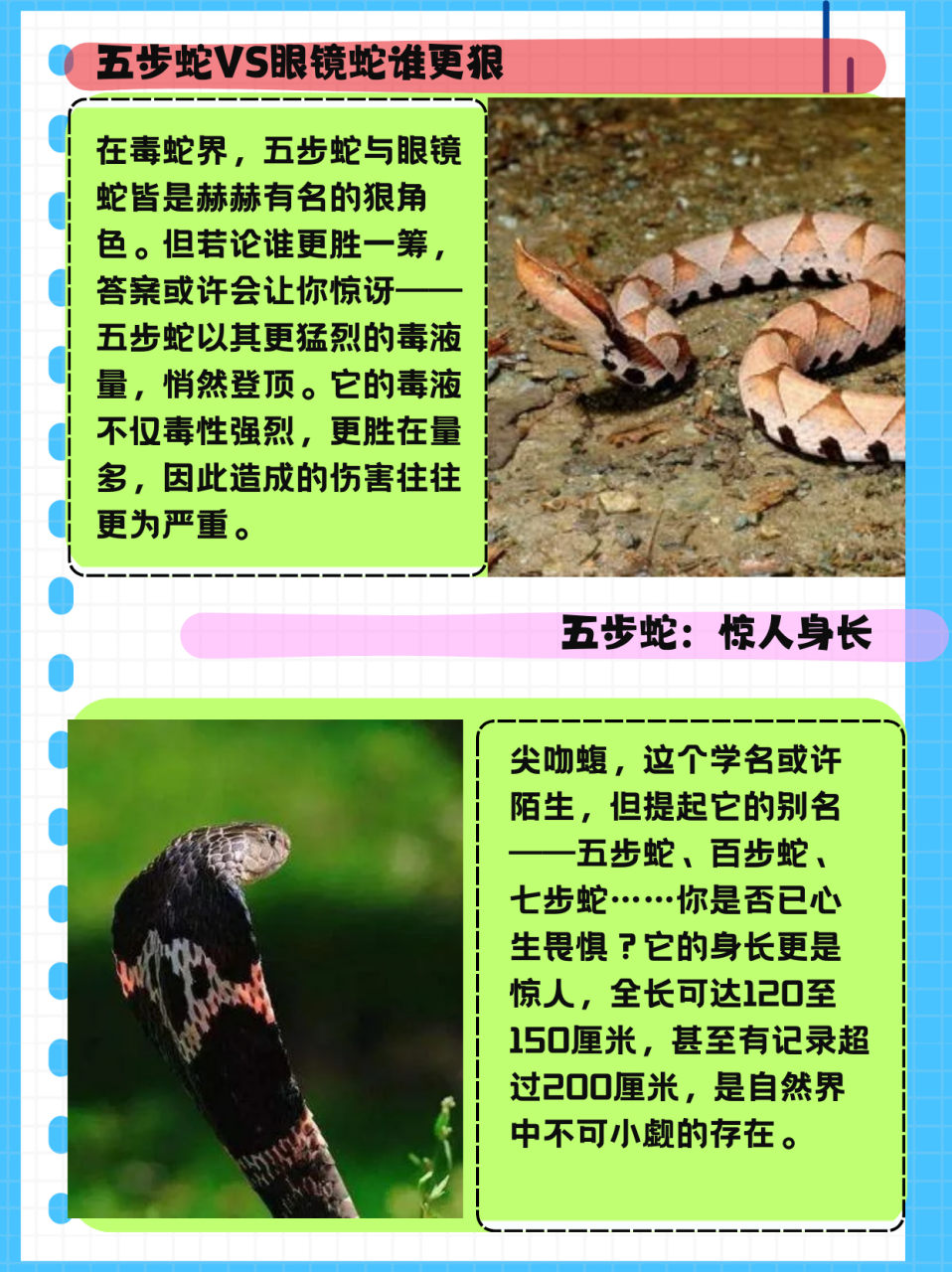 蝰蛇狂蛇区别 蝰蛇狂蛇区别图 