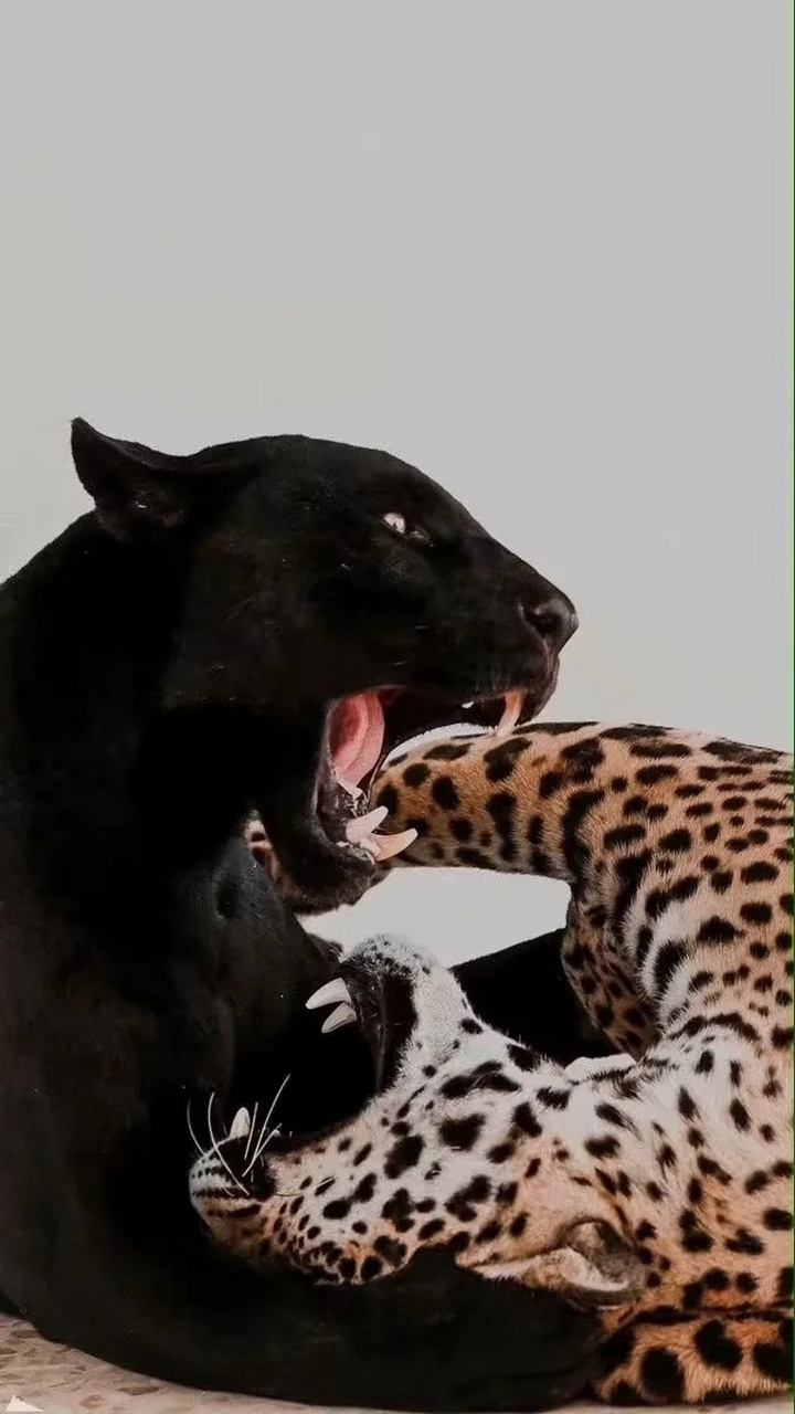 leopard与panther区别 cheetah和leopard哪个厉害 